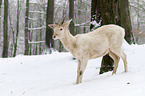 fallow deer