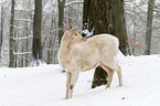 fallow deer