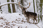 fallow deer