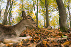 fallow deer