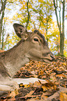 fallow deer