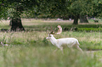 running Fallow Deer