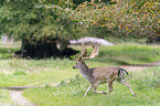 running Fallow Deer