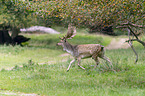 running Fallow Deer