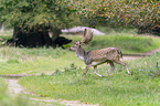 running Fallow Deer