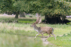 running Fallow Deer