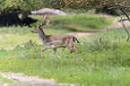 running Fallow Deer