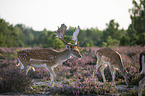 Fallow Deers