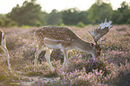 Fallow Deers