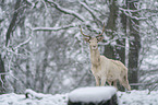 standing Fallow Deer