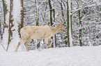 walking Fallow Deer