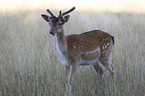 standing Fallow Deer