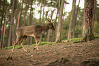 fallow deer