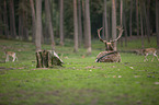 fallow deer