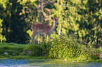 fallow deer