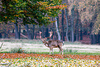 fallow deer