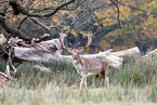 fallow deer