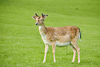 fallow deer