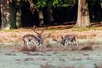 fallow deer