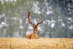 fallow deer