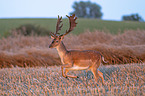 fallow deer