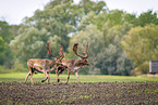 fallow deer