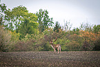 fallow deer