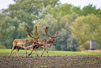 fallow deer