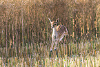 fallow deer