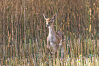 fallow deer