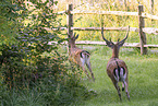 fallow deer