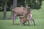 Fallow deer