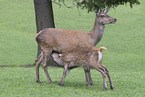 Fallow deer