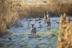 fallow deer