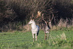 fallow deer