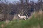 fallow deer