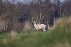 fallow deer