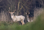 fallow deer