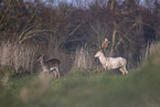 fallow deer