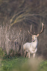 fallow deer