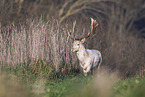 fallow deer