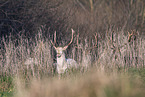 fallow deer