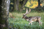 fallow deer