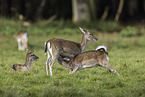 fallow deer