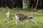 fallow deer