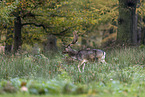 fallow deer