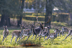 fallow deer