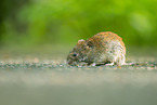 common vole