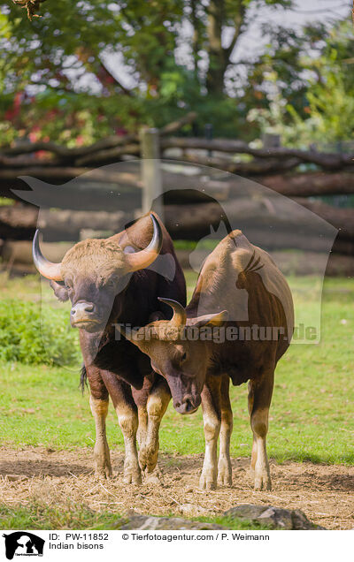 Indian bisons / PW-11852