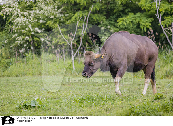 Gaur / Indian bison / PW-13478